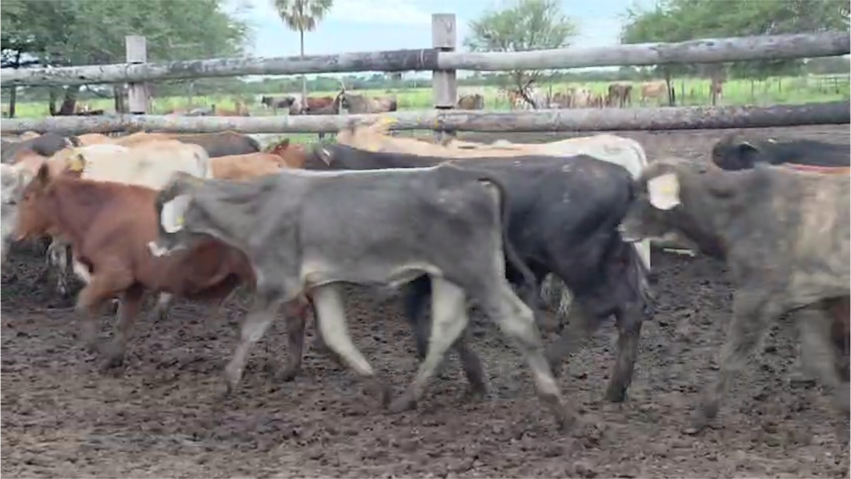 Feria Regional Central Chaco ─ lote 14.2