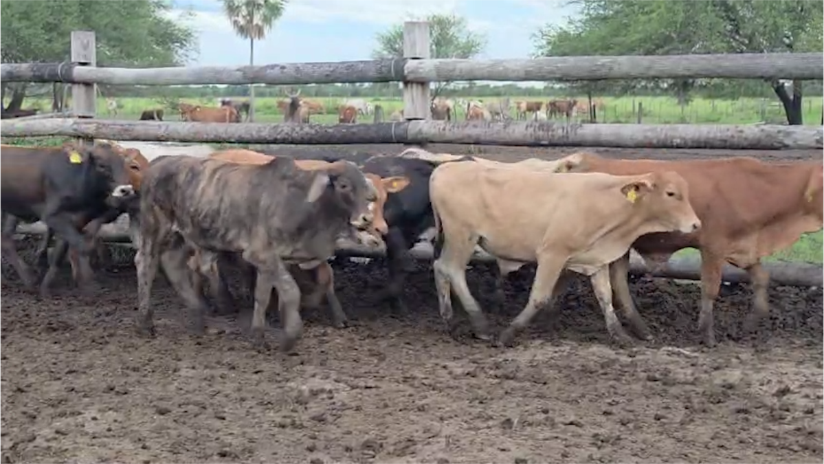 Feria Regional Central Chaco ─ lote Lote 14 – N° insp. 6156