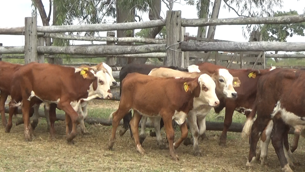 Feria 391 CEA & EVERDEM â lote Lote 15 – N° insp. 6073