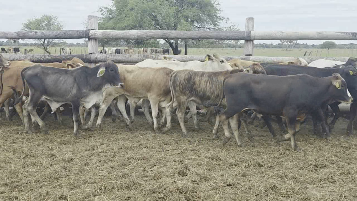 Feria 391 CEA & EVERDEM â lote Lote 16 – N° insp. 6160