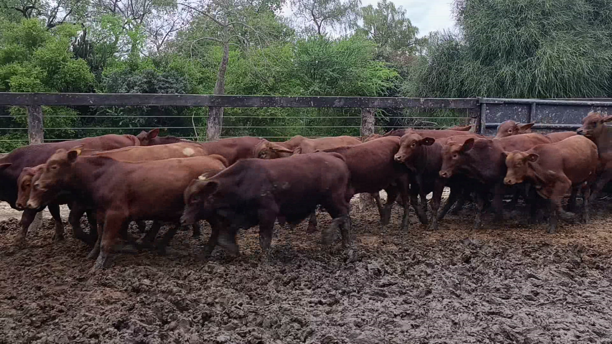 Feria Regional Central Chaco ─ lote Lote 16 – N° insp. 5879