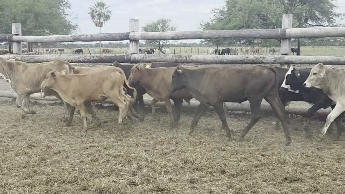 Feria 391 CEA & EVERDEM â lote 16.2