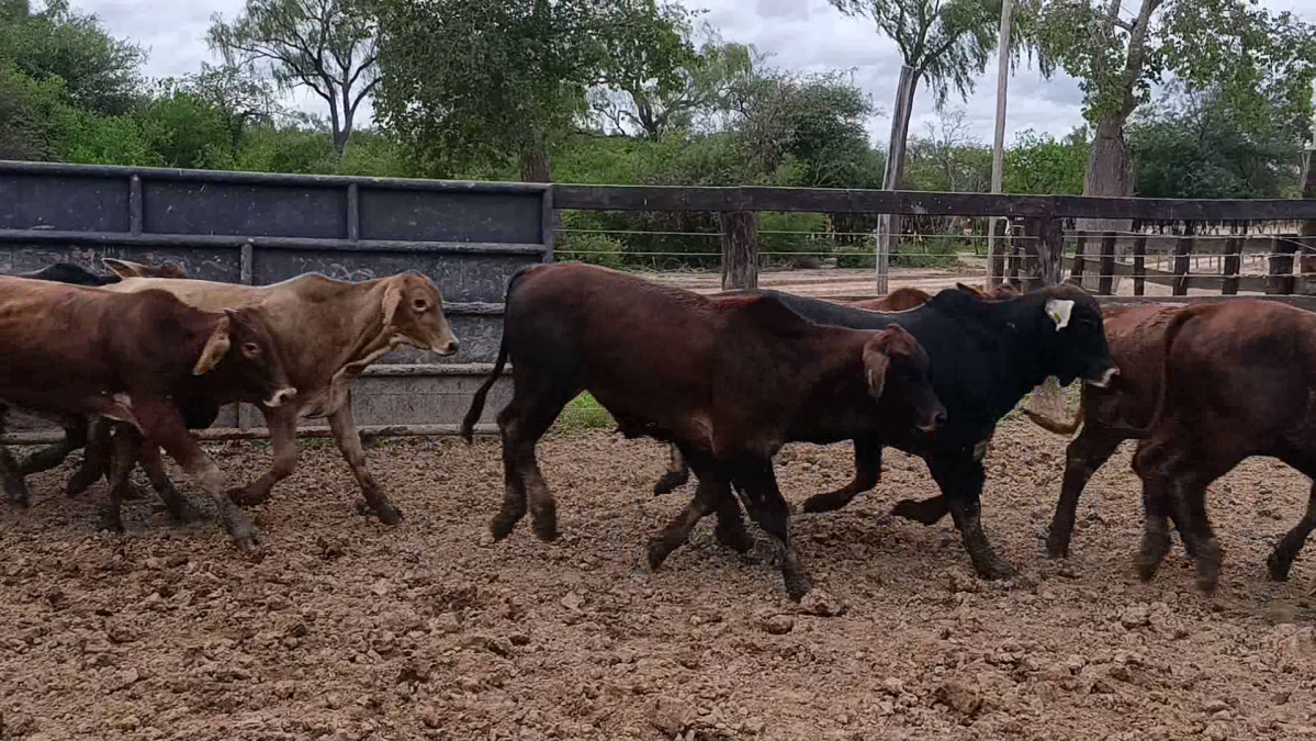 Feria Regional Central Chaco ─ lote 16.2