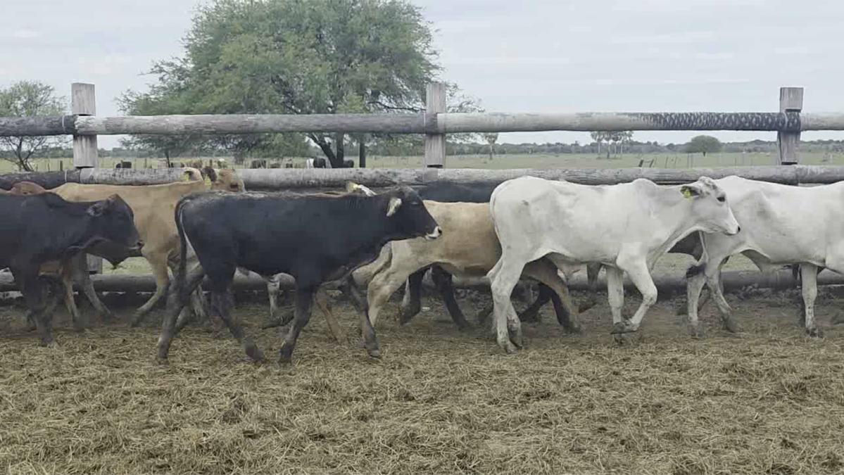 Feria 391 CEA & EVERDEM â lote 16.3