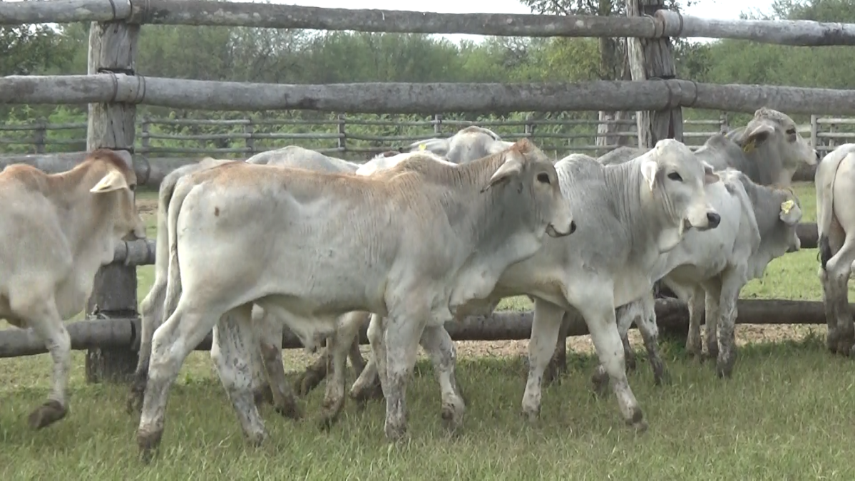 Feria 391 CEA & EVERDEM â lote Lote 17 – N° insp. 6071