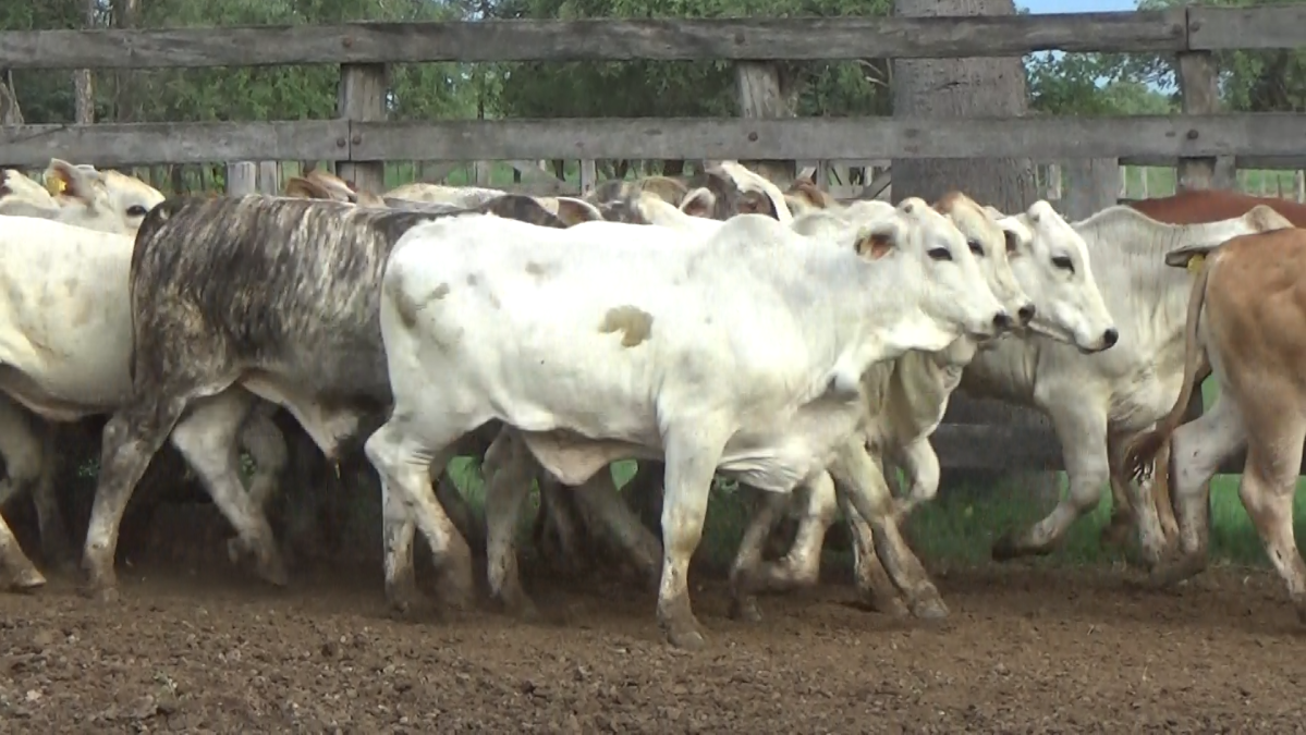 Feria Regional Central Chaco ─ lote Lote 17 – N° insp. 6063