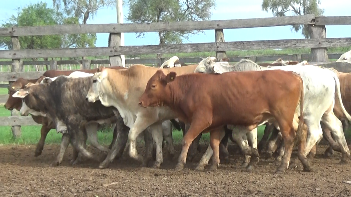 Feria Regional Central Chaco ─ lote 17.2