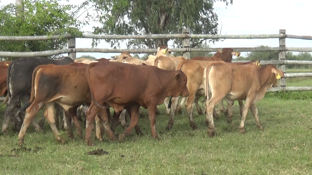 Feria 391 CEA & EVERDEM â lote 17.3