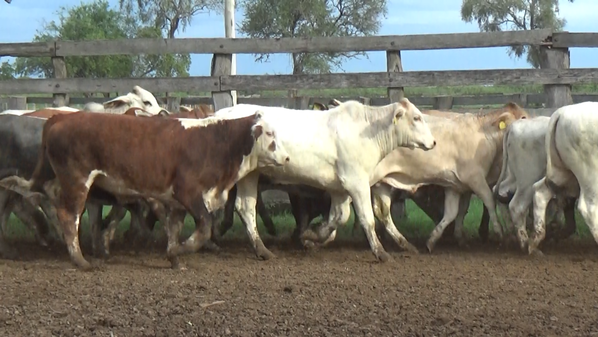 Feria Regional Central Chaco ─ lote 17.3