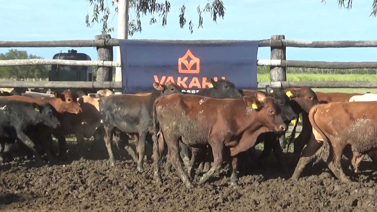 Feria Regional Central Chaco ─ lote Lote 18 – N° insp. 6066