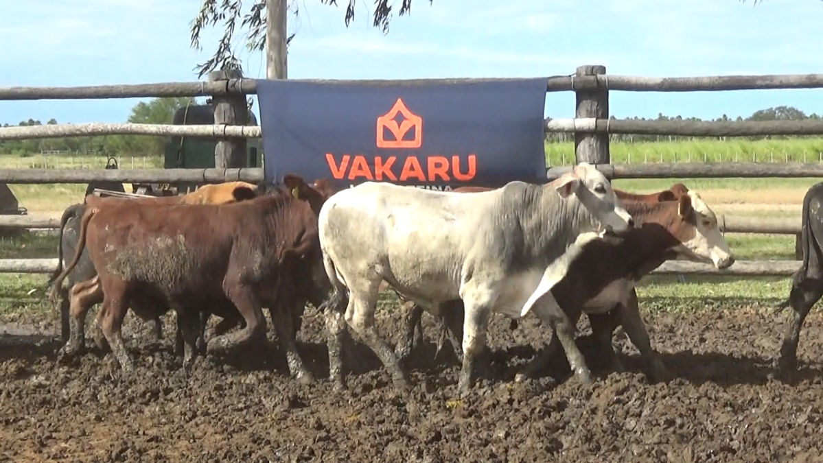 Feria Regional Central Chaco ─ lote Lote 19 – N° insp. 6065