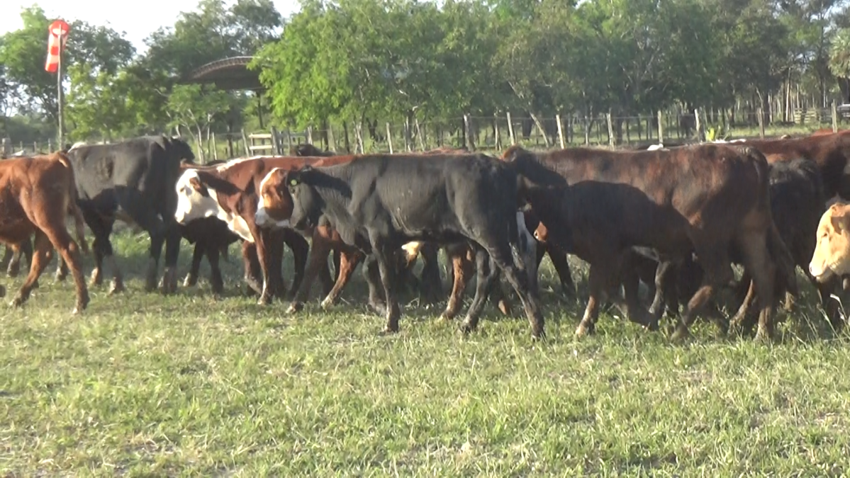 Feria 391 CEA & EVERDEM â lote 19.3