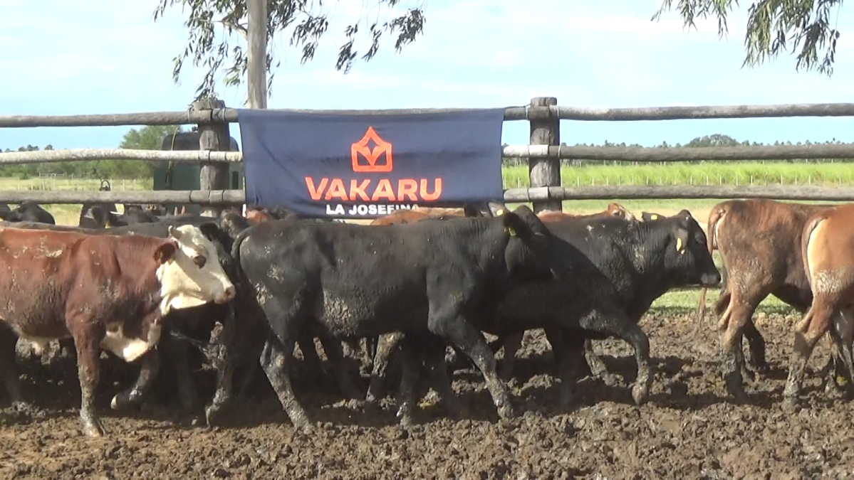 Feria Regional Central Chaco ─ lote 19.3