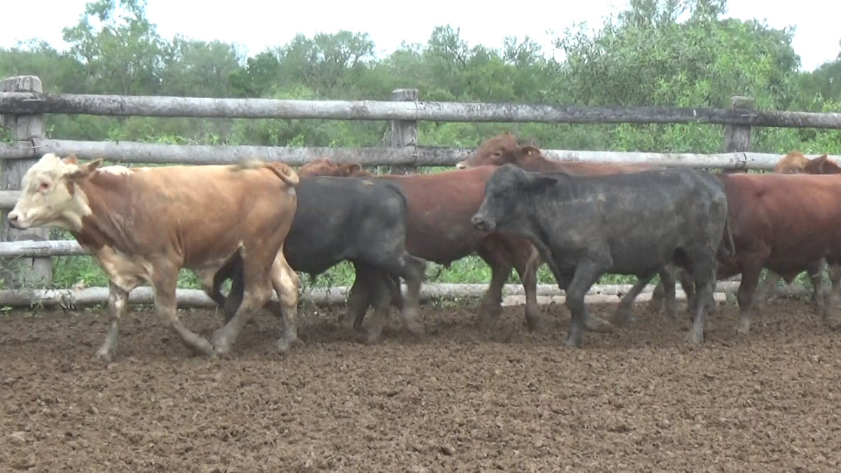 Feria Regional Central Chaco ─ lote 20.1