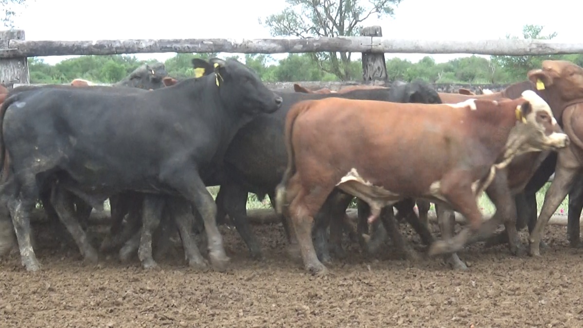Feria Regional Central Chaco ─ lote Lote 20 – N° insp. 6064