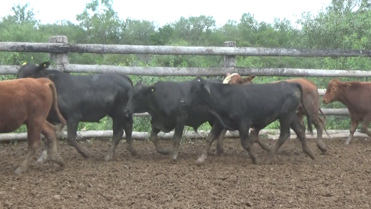 Feria Regional Central Chaco ─ lote 20.3