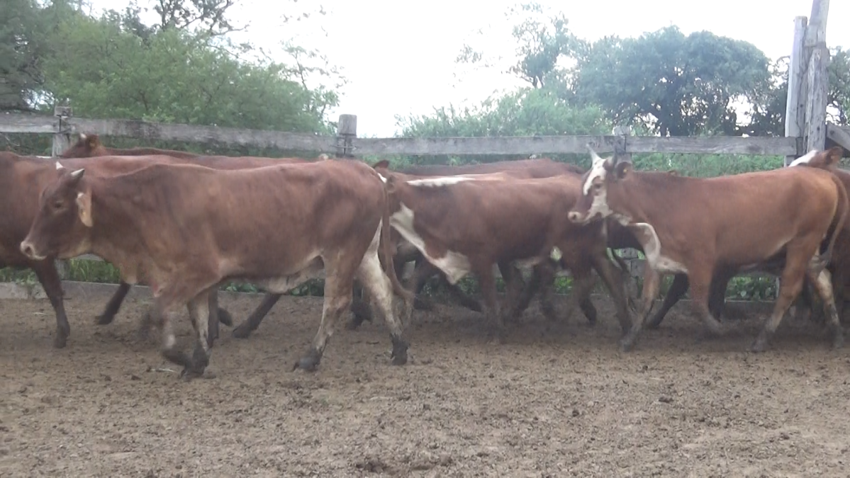 Feria Regional Central Chaco ─ lote 21.1