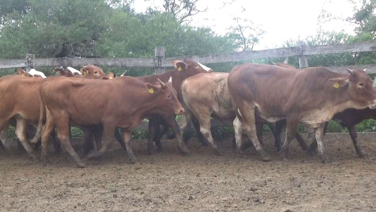 Feria Regional Central Chaco ─ lote 21.2