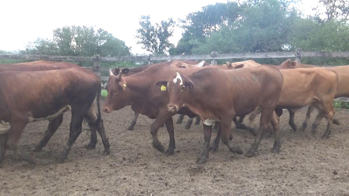 Feria Regional Central Chaco ─ lote Lote 21 – N° insp. 6120