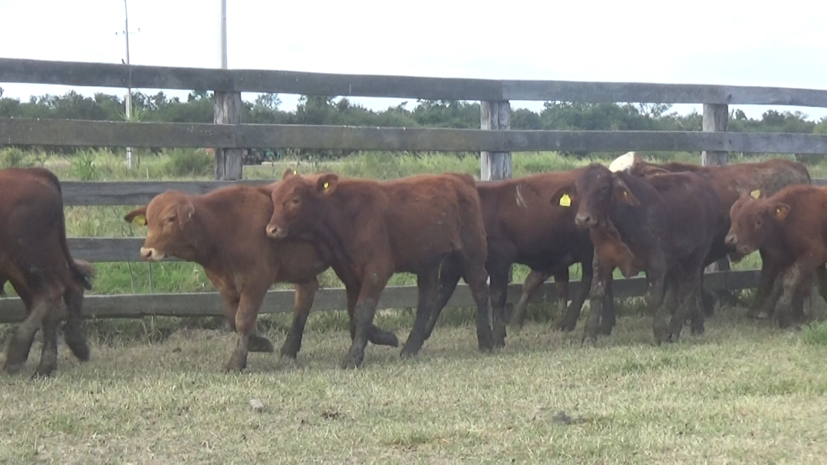 Feria 391 CEA & EVERDEM â lote Lote 22 – N° insp. 6124