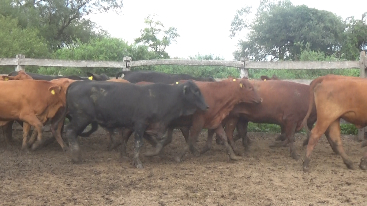 Feria Regional Central Chaco ─ lote 22.1