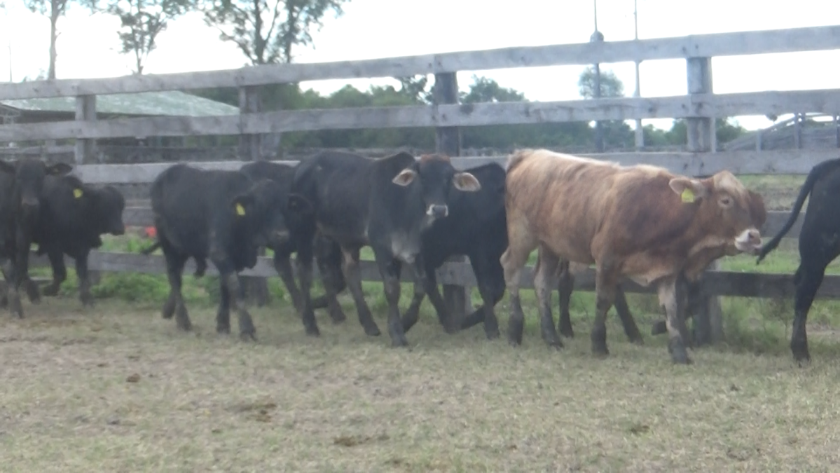Feria 391 CEA & EVERDEM â lote 22.2