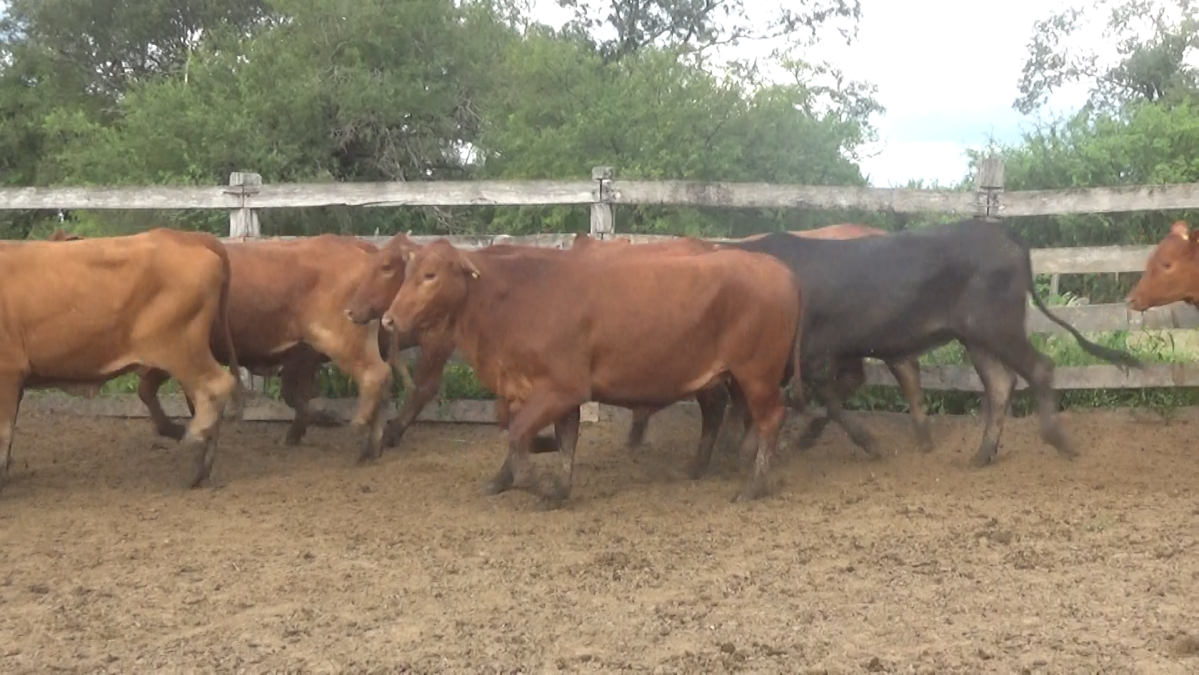 Feria Regional Central Chaco ─ lote 22.2