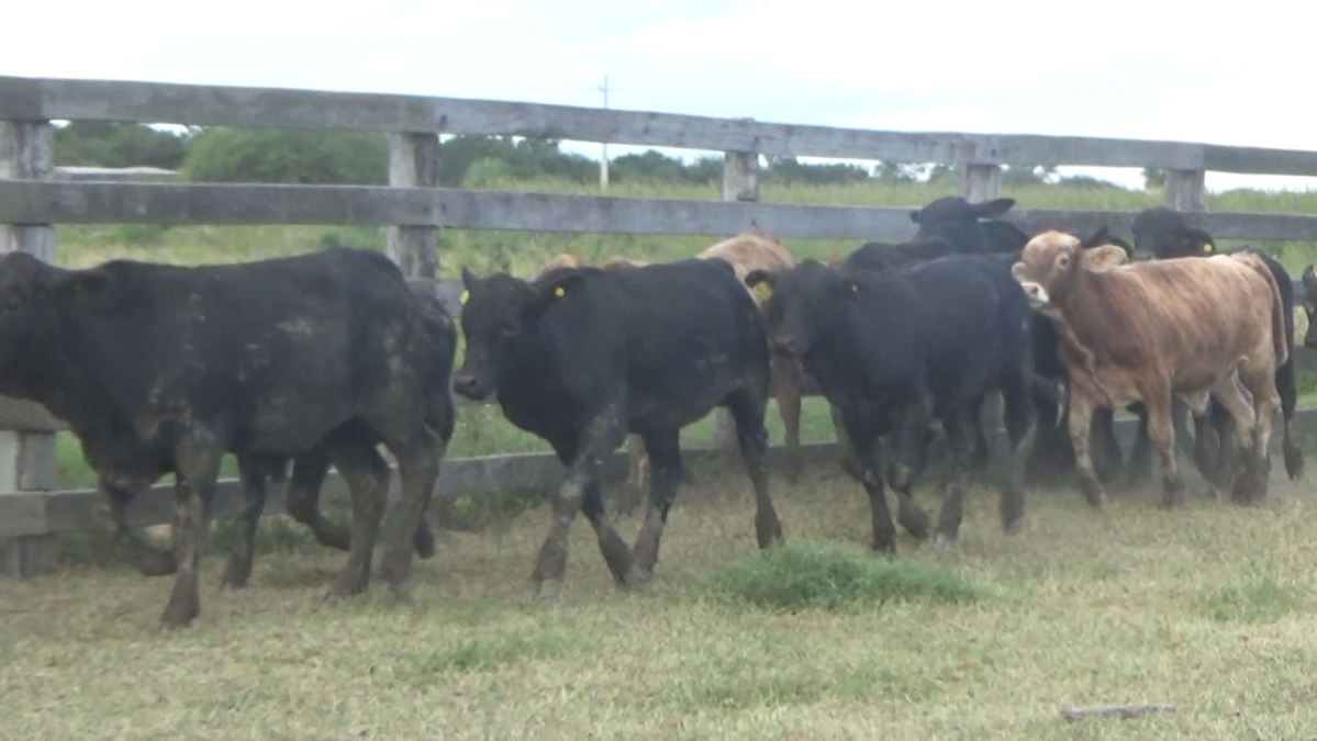 Feria 391 CEA & EVERDEM â lote 22.3