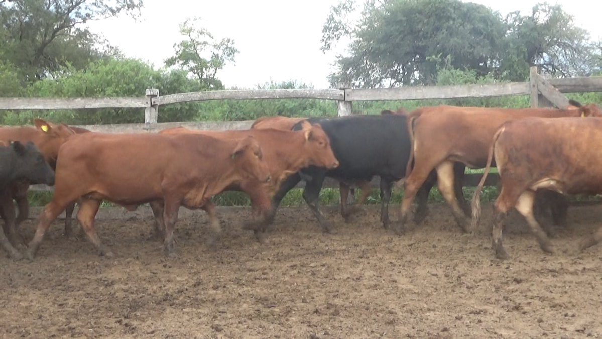 Feria Regional Central Chaco ─ lote Lote 22 – N° insp. 6119