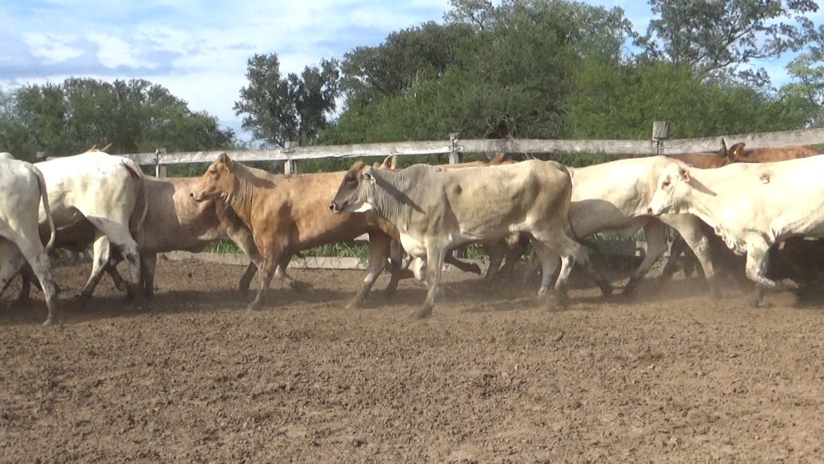 Feria Regional Central Chaco ─ lote 23.1