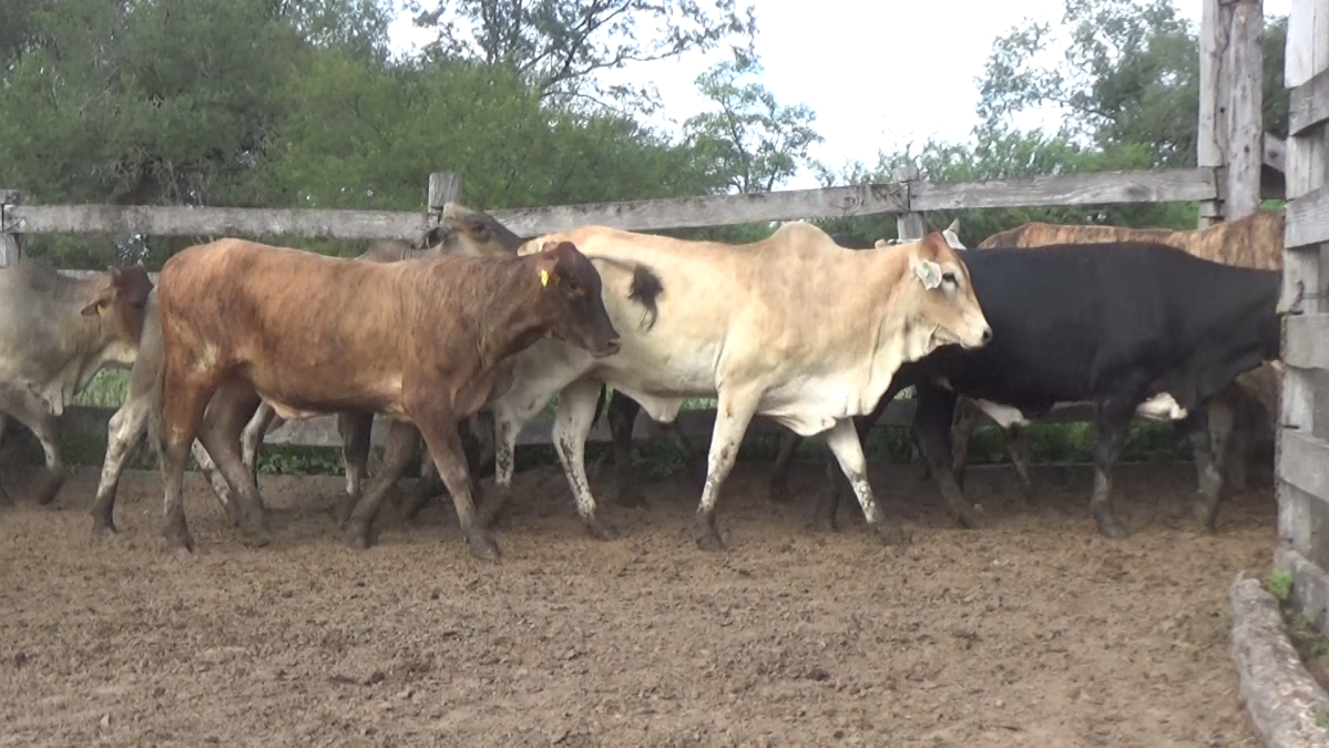 Feria Regional Central Chaco ─ lote Lote 23 – N° insp. 6118