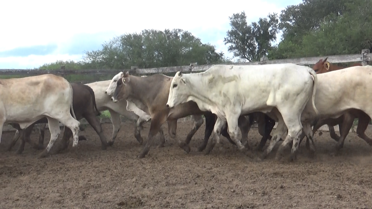 Feria Regional Central Chaco ─ lote 23.3