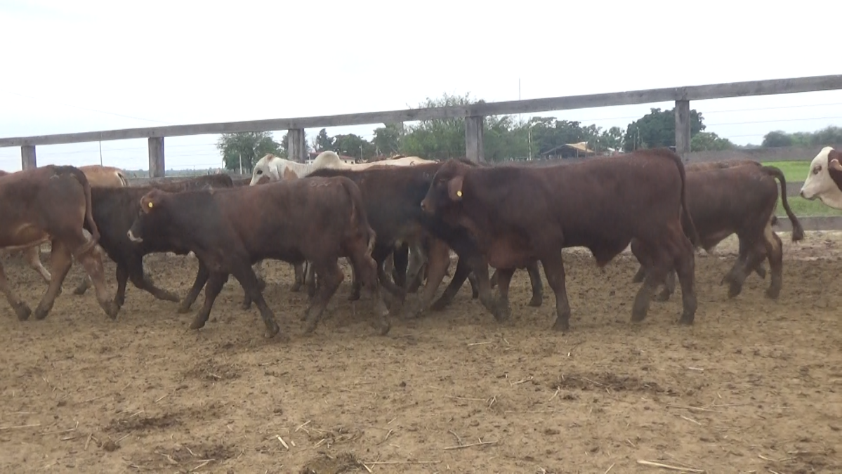 Feria 391 CEA & EVERDEM â lote 26.1