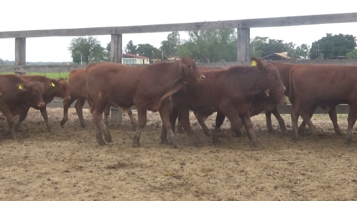 Feria 391 CEA & EVERDEM â lote 27.1