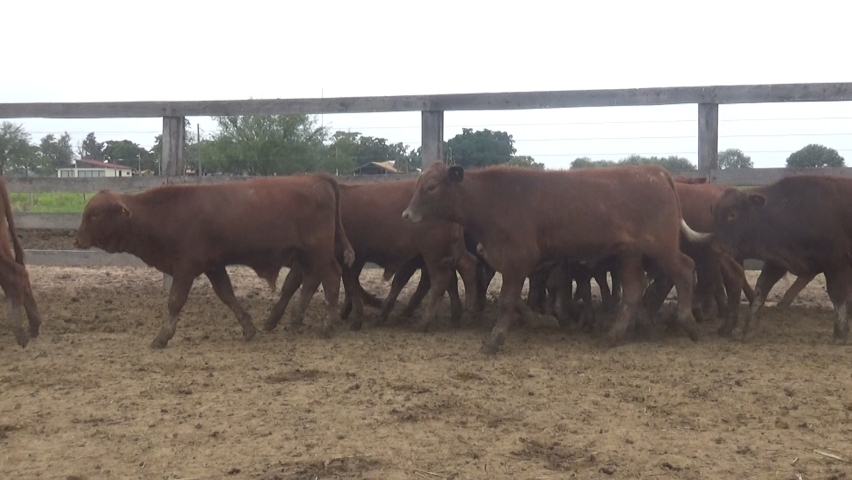 Feria 391 CEA & EVERDEM â lote Lote 27 – N° insp. 6125