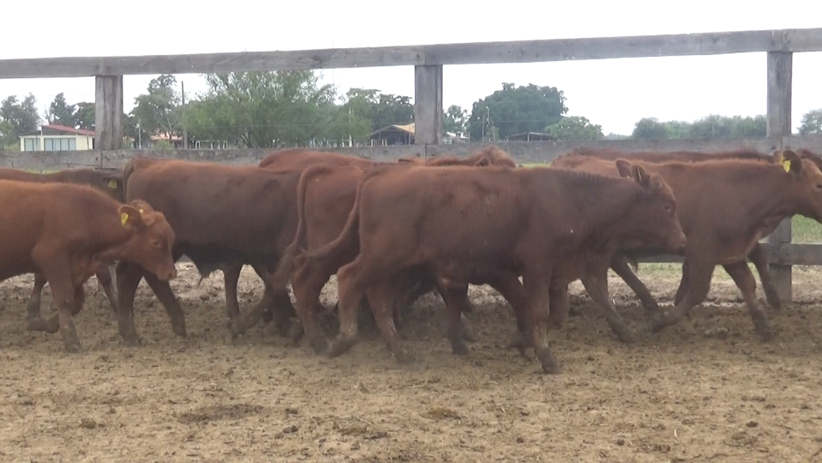Feria 391 CEA & EVERDEM â lote 27.3