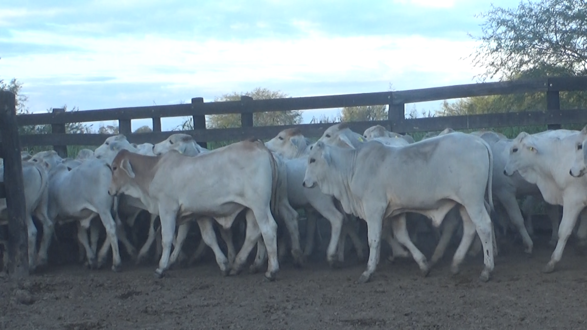 Feria 391 CEA & EVERDEM â lote 30.1