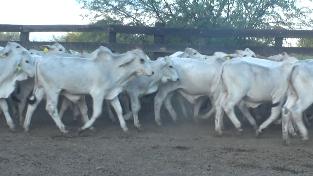 Feria 391 CEA & EVERDEM â lote Lote 30 – N° insp. 6123