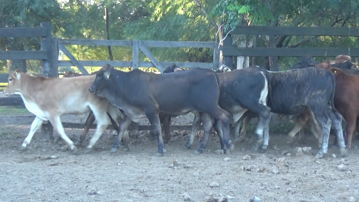 Feria 391 CEA & EVERDEM â lote 30.3