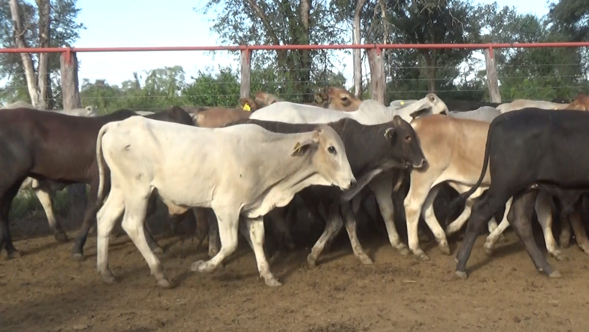 Feria 391 CEA & EVERDEM â lote 32.1