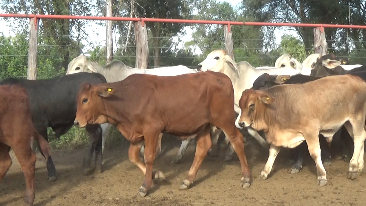 Feria 391 CEA & EVERDEM â lote 32.2