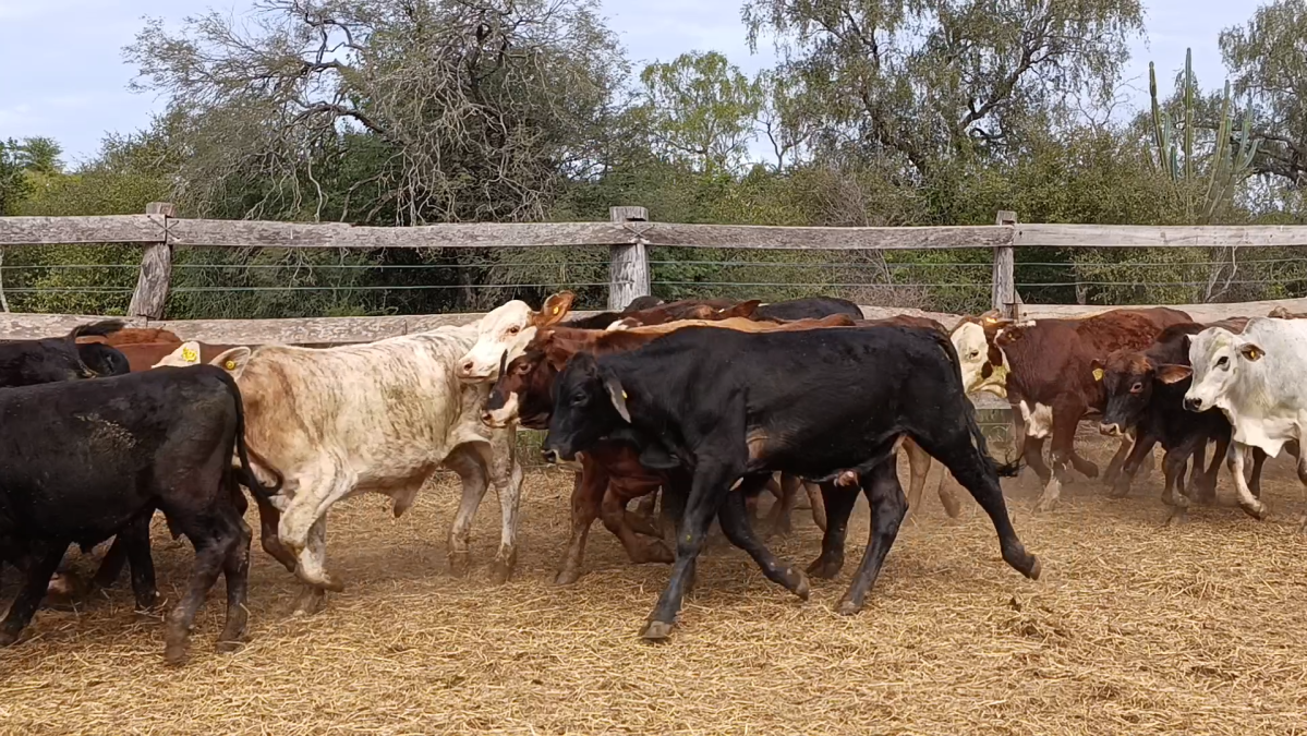 Feria 391 CEA & EVERDEM â lote 33.1