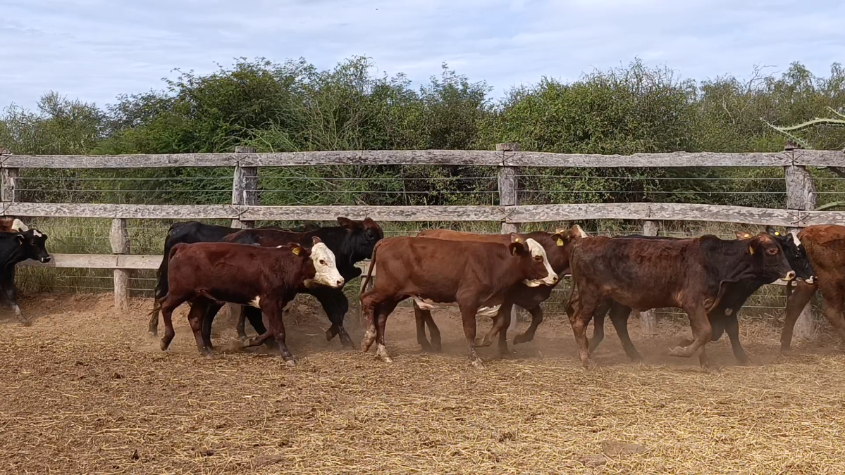 Feria 391 CEA & EVERDEM â lote Lote 33 – N° insp. 5884