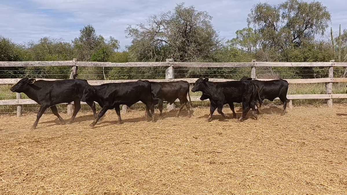 Feria 391 CEA & EVERDEM â lote 33.3