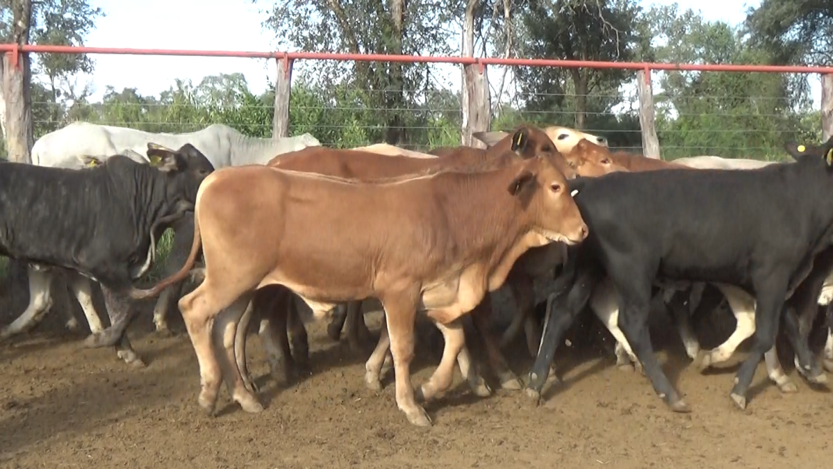 Feria 391 CEA & EVERDEM â lote Lote 32 – N° insp. 6067