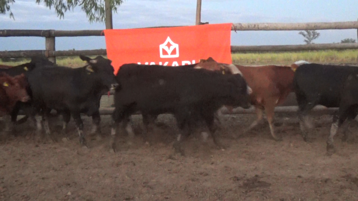 Feria 391 CEA & EVERDEM â lote 35.2