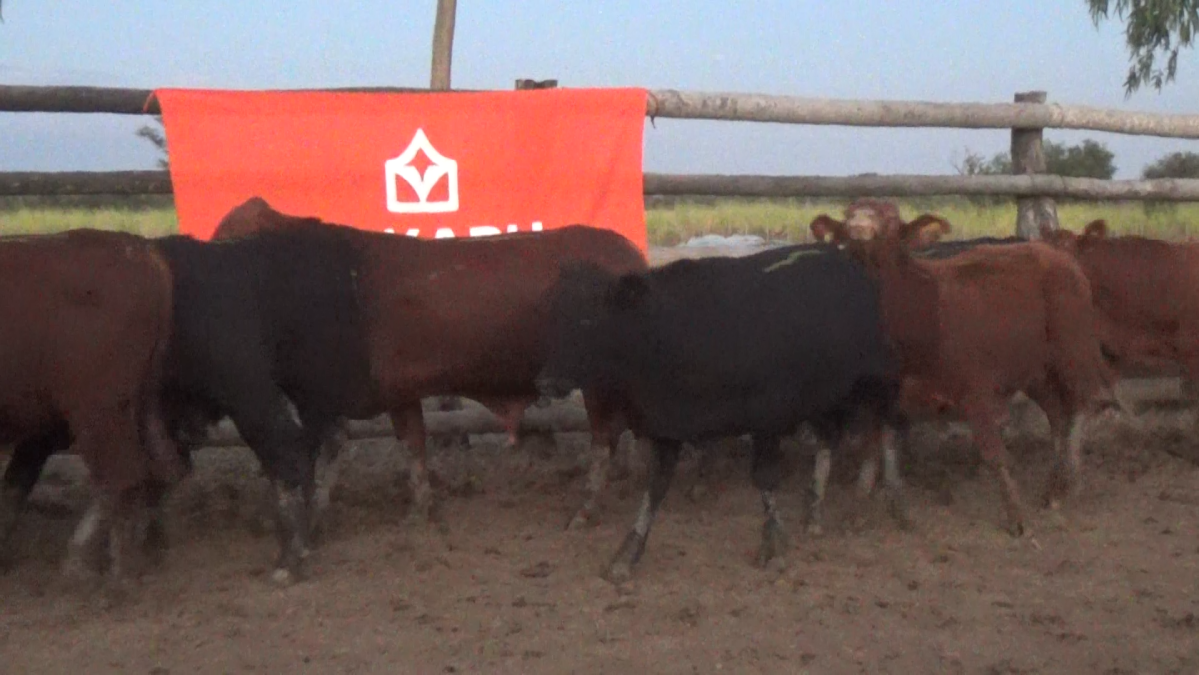 Feria 391 CEA & EVERDEM â lote 35.3