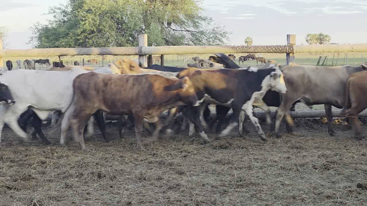 Feria 391 CEA & EVERDEM â lote Lote 37 – N° insp. 6159