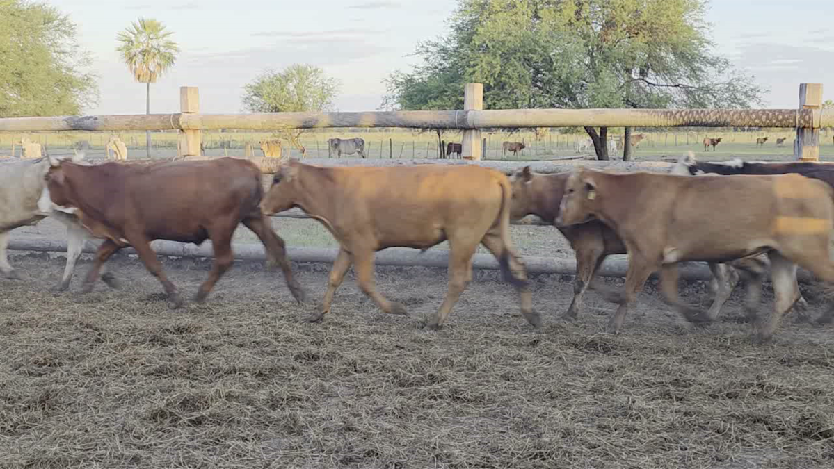 Feria 391 CEA & EVERDEM â lote 37.2