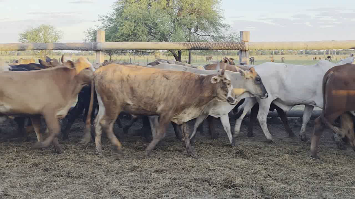 Feria 391 CEA & EVERDEM â lote 37.3